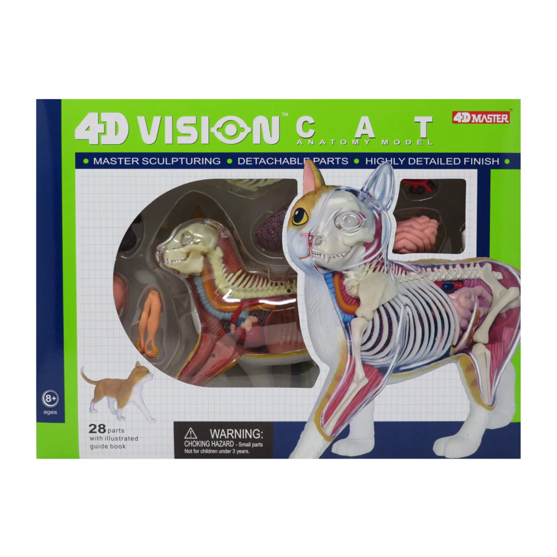 AreYouGame Be Good Company - 4D Vision Orange Cat Anatomy Model - Educational Toy* Science & Discovery