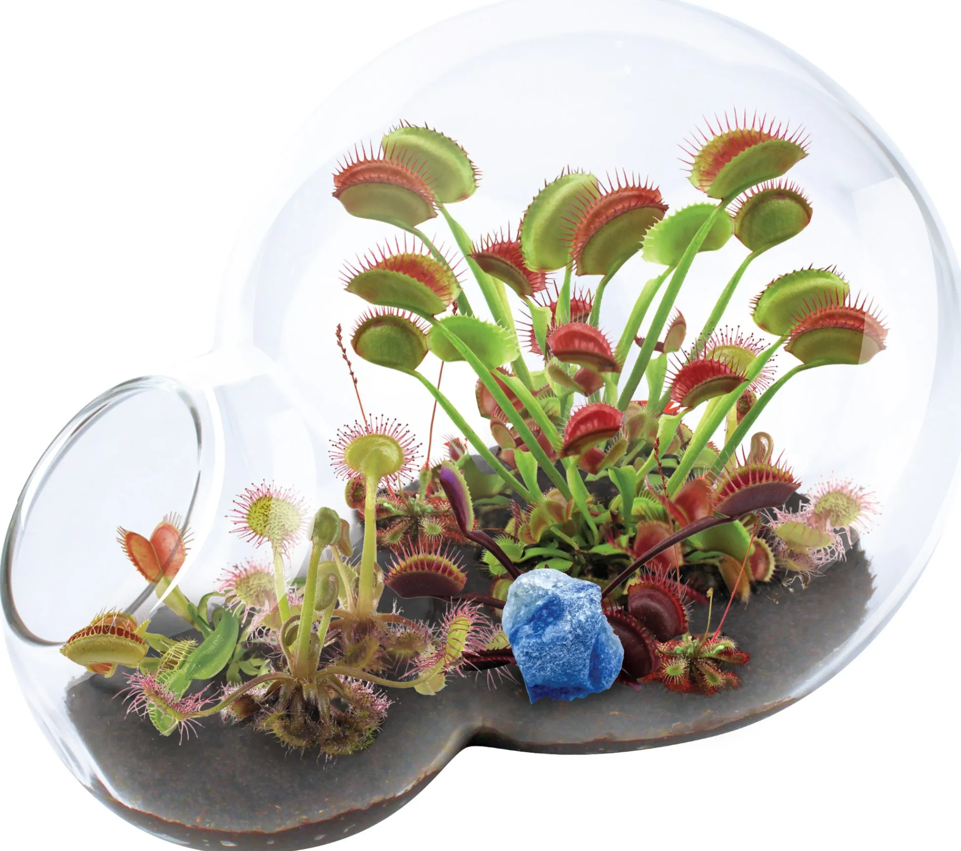 The Distribution Solutions Carnivorous Growarium Deluxe Terrarium Kit for Carnivorous Plants* Science & Discovery