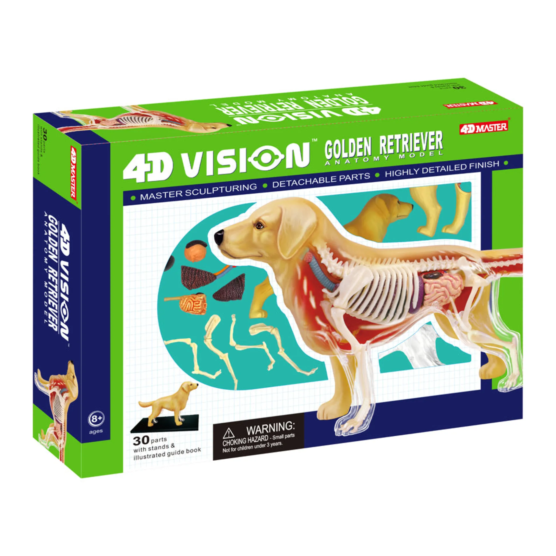 AreYouGame 4D Master Golden Retriever Anatomy Model - Educational Toy* Science & Discovery