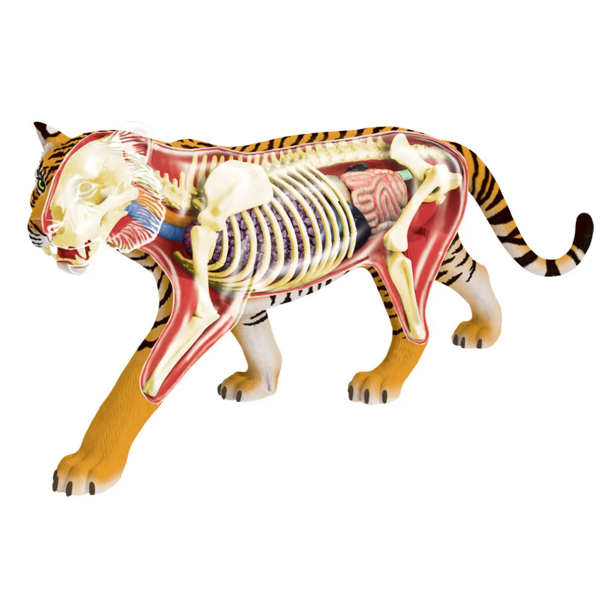 AreYouGame 4D Master Tiger Anatomy Model Educational Kit* Science & Discovery