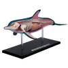 AreYouGame 4D Master Vision Dolphin Anatomy Model - Educational Puzzle Toy* Science & Discovery|Puzzles
