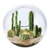 The Distribution Solutions EcoSphere - Mini Desertscape - Vibrant Glass Terrarium Kit* Crafts & Activities