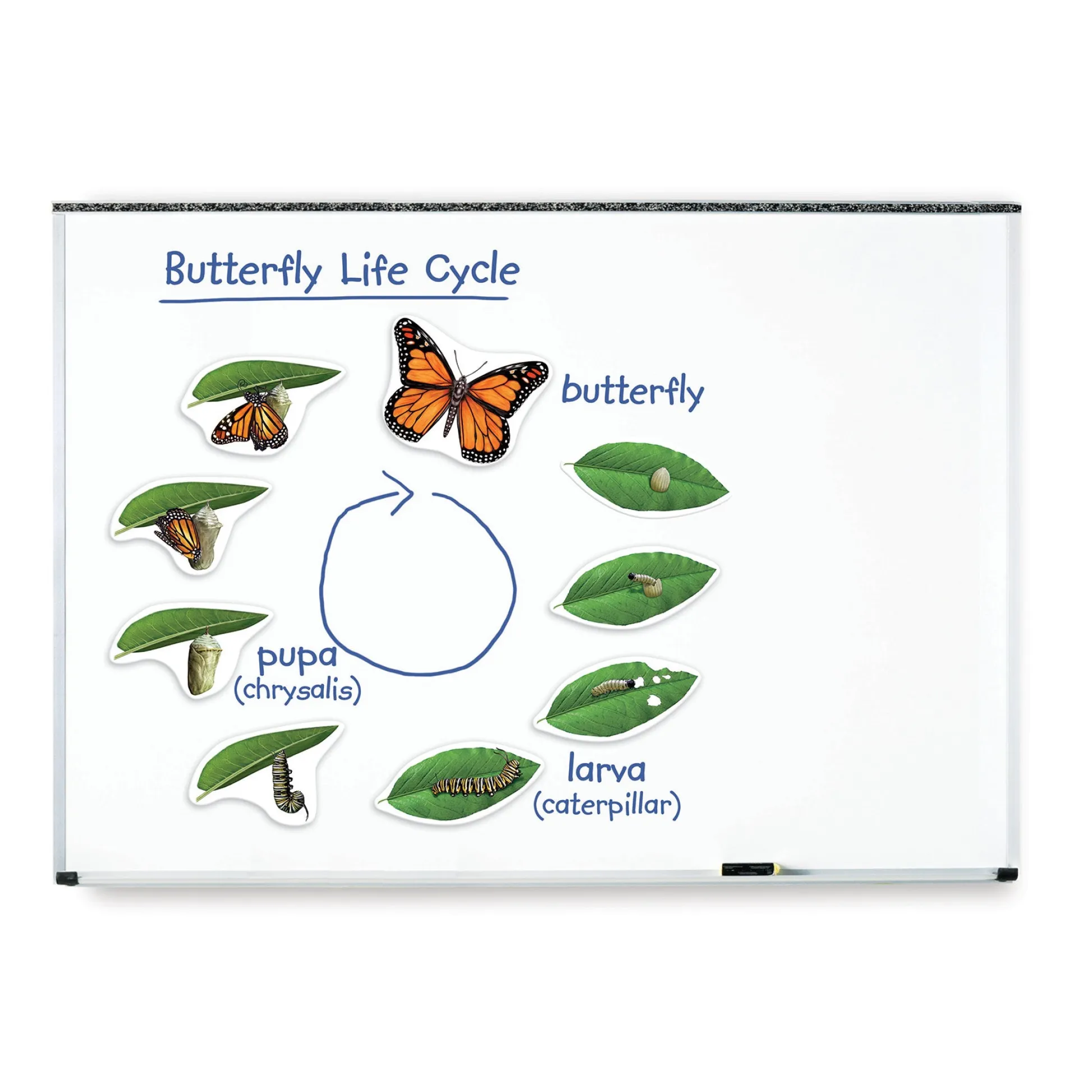 Educators Resource Learning Resources Giant Magnetic Butterfly Life Cycle - Interactive Set of 9* Science & Discovery