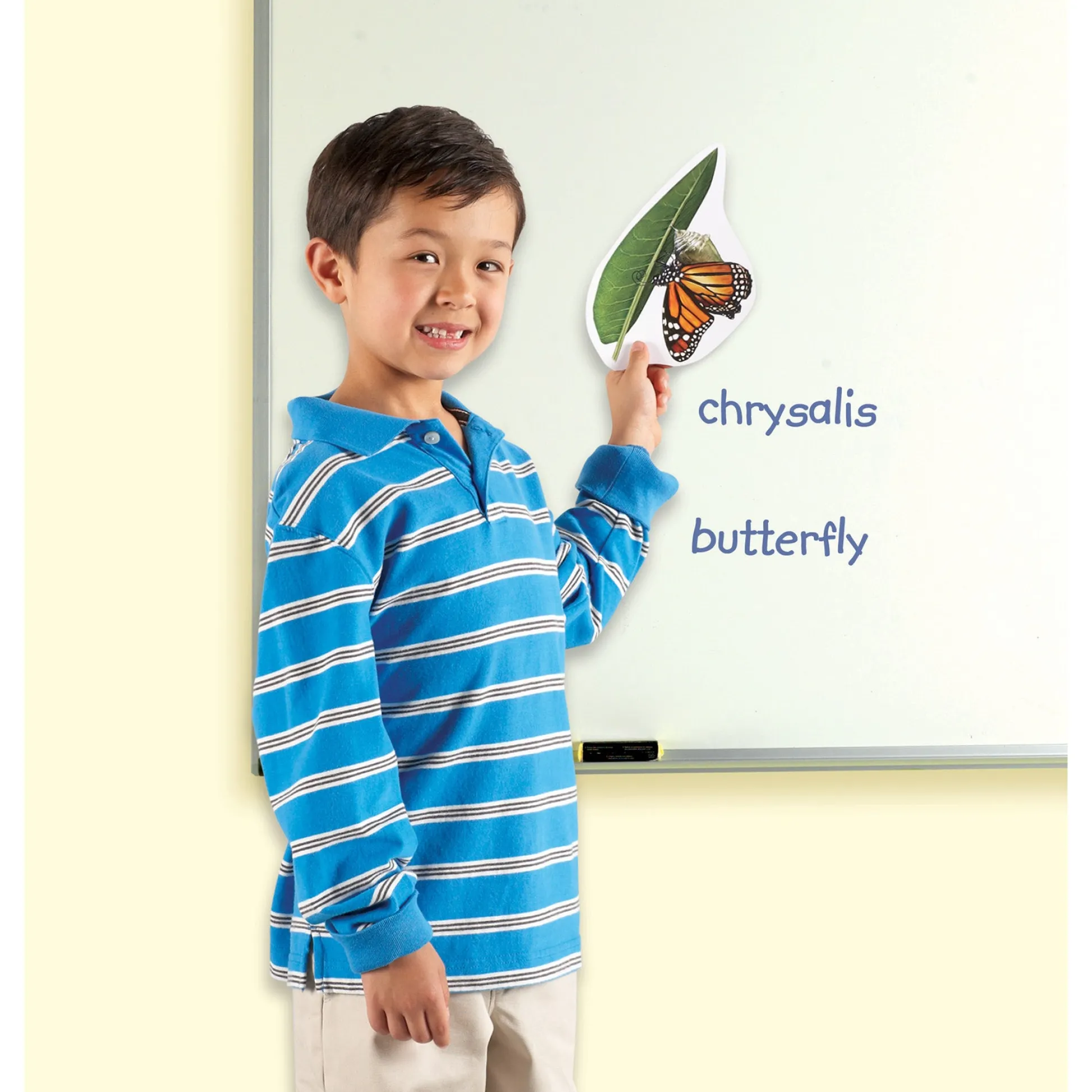 Educators Resource Learning Resources Giant Magnetic Butterfly Life Cycle - Interactive Set of 9* Science & Discovery