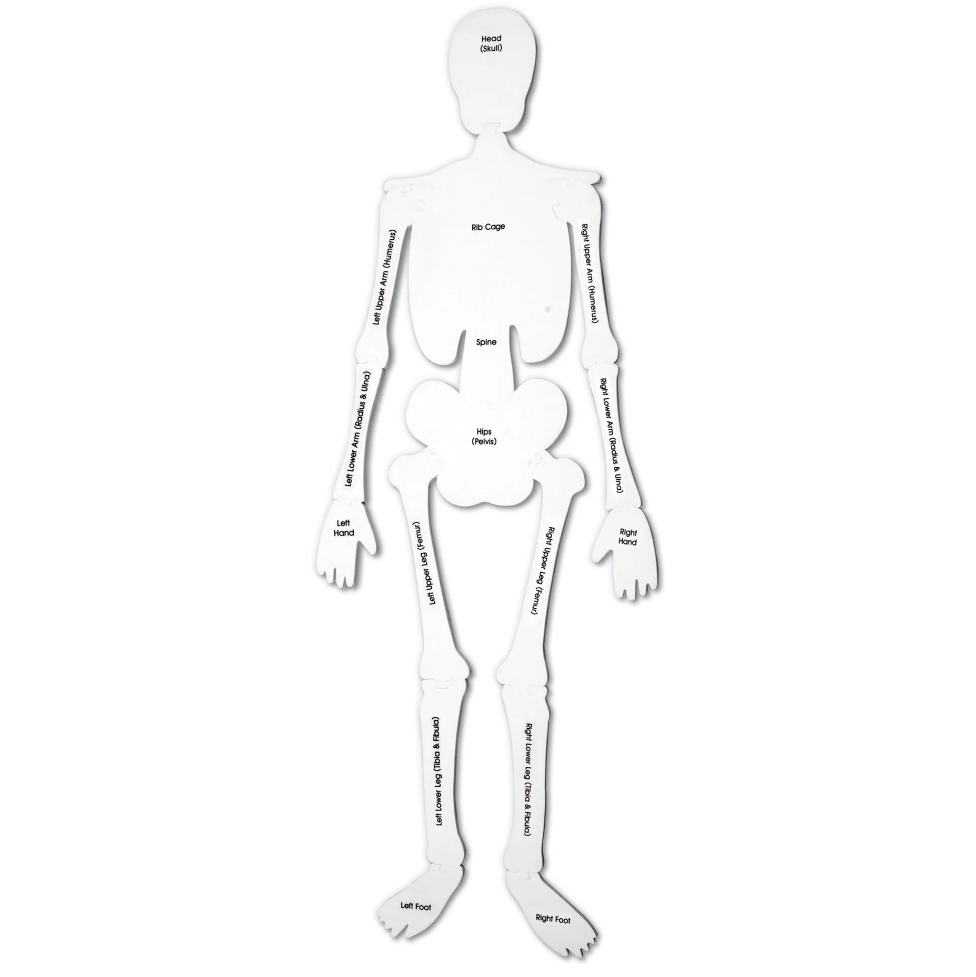 Educators Resource Learning Resources Skeleton Foam Floor Puzzle - Human Anatomy Educational Toy* Puzzles