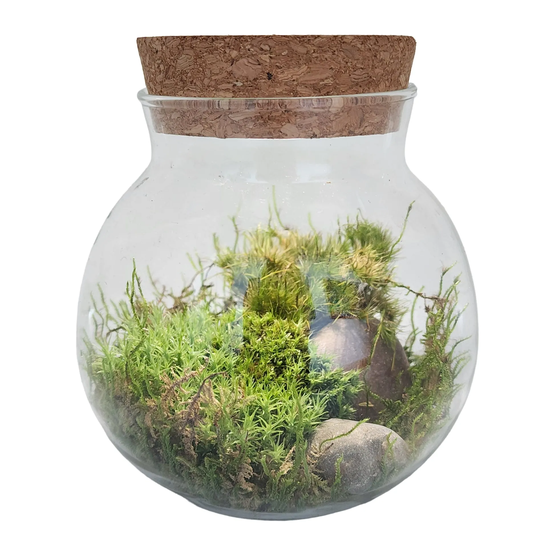 AreYouGame MossBowl - Cultivate Your Personal Green Zen Space* Crafts & Activities