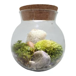 AreYouGame MossBowl - Cultivate Your Personal Green Zen Space* Crafts & Activities