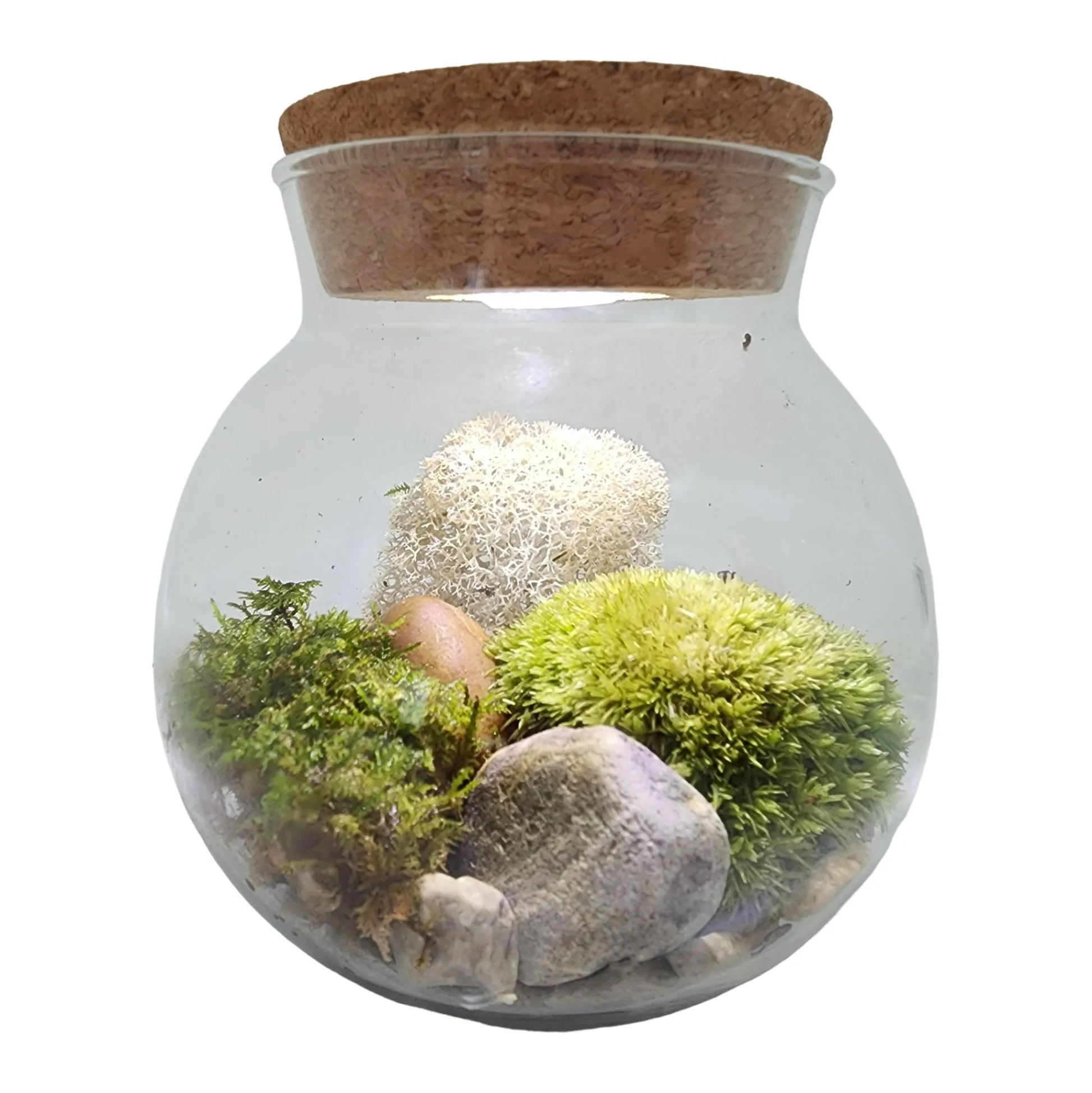 AreYouGame MossBowl - Cultivate Your Personal Green Zen Space* Crafts & Activities