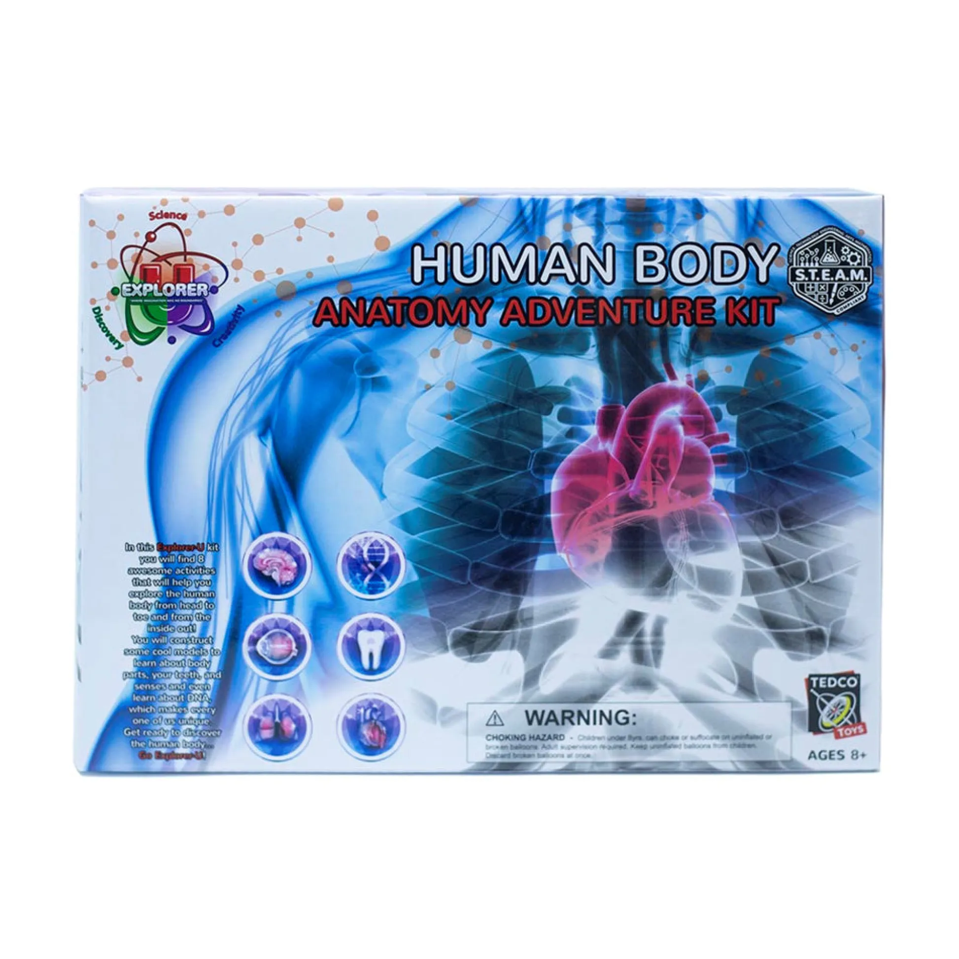 AreYouGame Tedco Toys Explorer-U Human Body Anatomy Exploration Kit* Science & Discovery