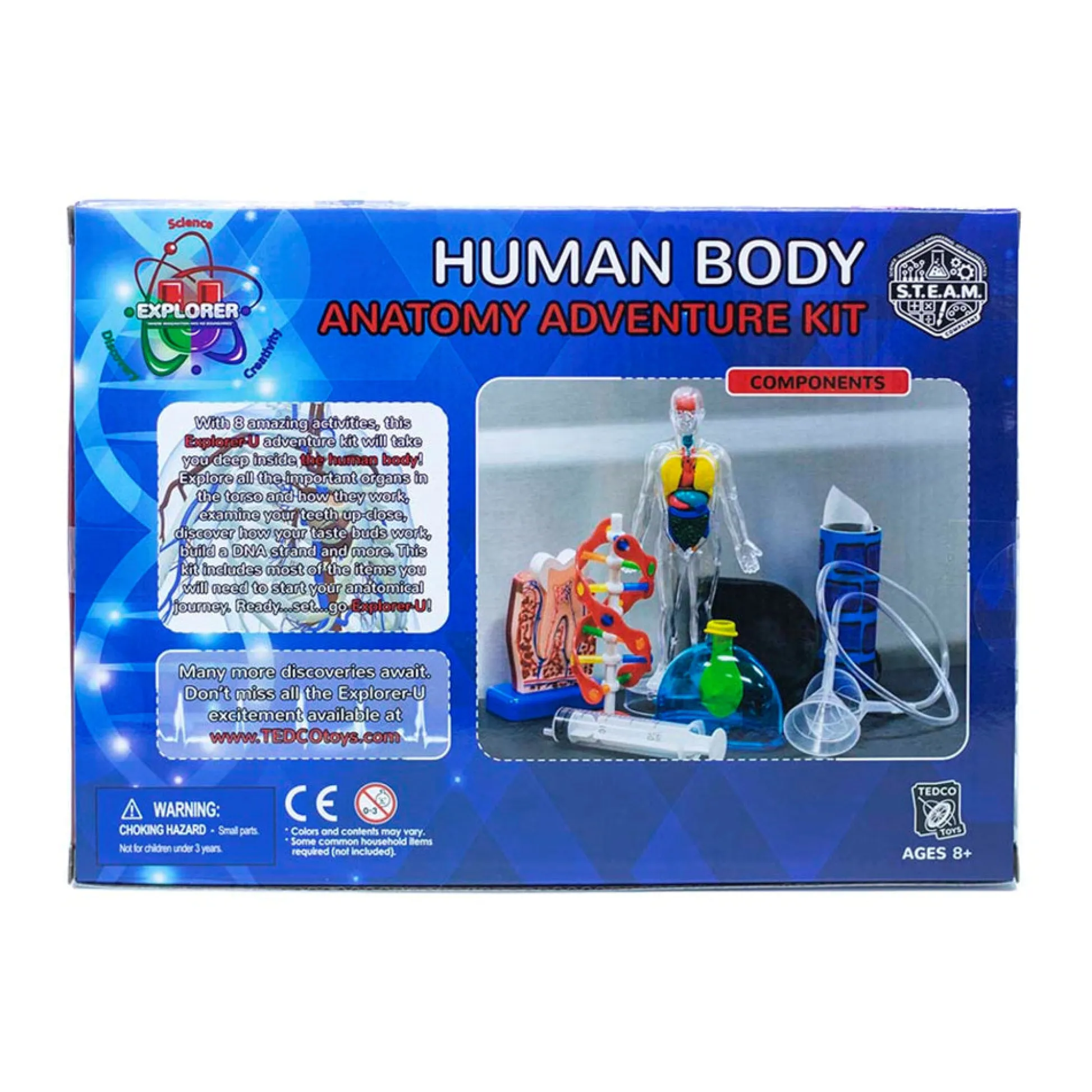 AreYouGame Tedco Toys Explorer-U Human Body Anatomy Exploration Kit* Science & Discovery