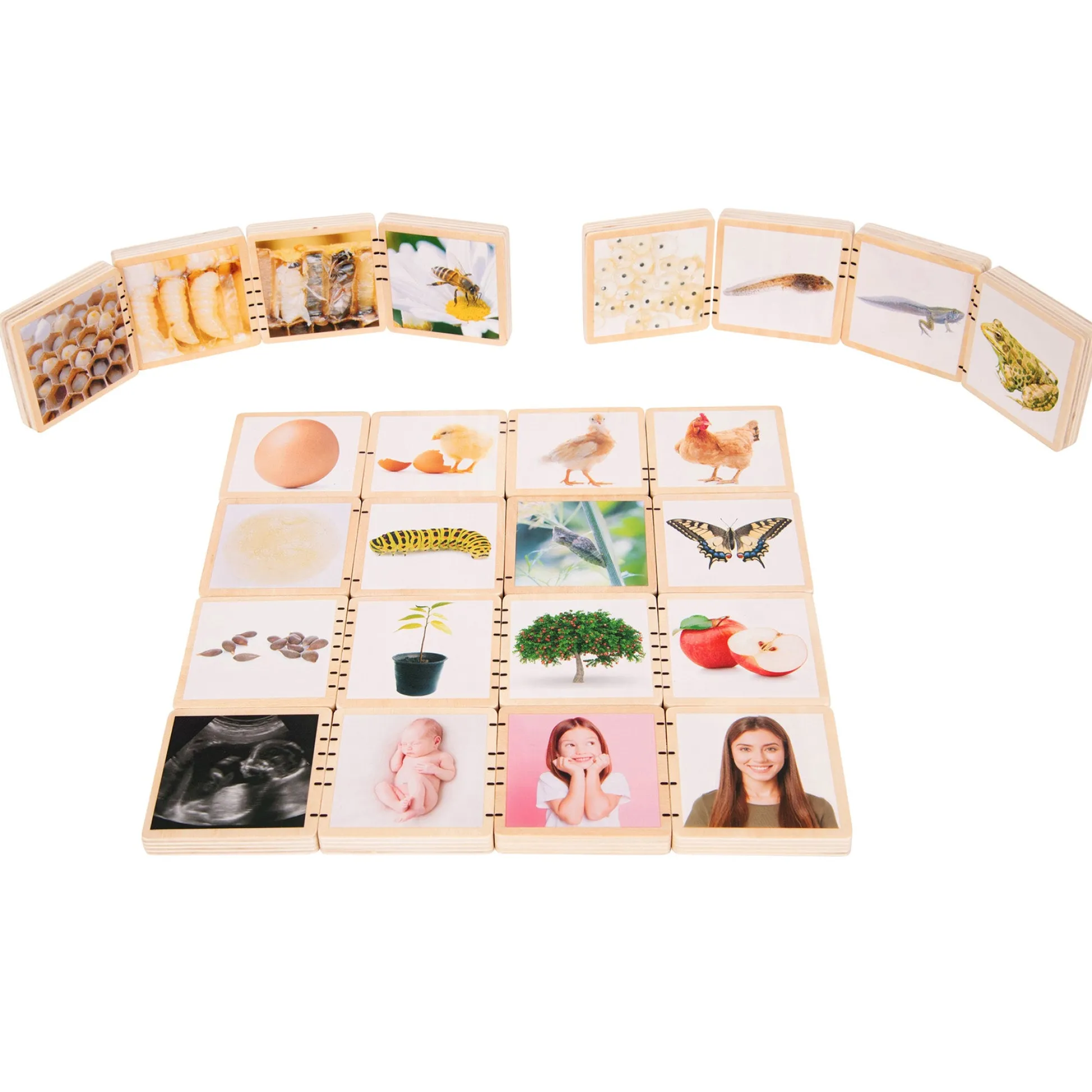 Educators Resource TickiT Wooden Lifecycle Exploration Tiles - Interactive Learning Set* Preschool Education Toys & Activities