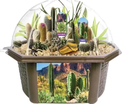 AreYouGame Toys By Nature Desert Biosphere Terrarium Kit - Complete Cacti & Succulent Grow Set* Science Toys