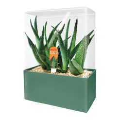 AreYouGame Unique Gardener Altruistic Aloe Seed Square Terrarium Kit* Science & Discovery