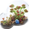 AreYouGame Unique Gardener Double Sphere Carnivorous Plant Terrarium Kit* Science & Discovery