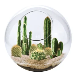 AreYouGame Unique Gardener Mini Desert Glass Terrarium Kit - Wild West Cactus Edition* Clay, Dough & Sand Art